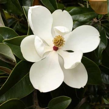 Magnolia grandiflora 'Black Stem' – Groenblijvende Magnolia