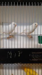 Kleurkanaries - wit, geel en ivoor, Canari de couleur