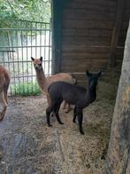 2 prachtige alpaca merrie cria's te reserveren, Dieren en Toebehoren, Mei, Vrouwelijk