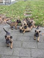 Mechelse herder pups, 8 tot 15 weken, Meerdere, Meerdere dieren, Herder