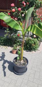 Bananen boom, Overige soorten, 100 tot 250 cm, Zomer, Ophalen