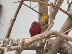 Vuurvink man, Dieren en Toebehoren, Vogels | Overige Vogels, Mannelijk, Tropenvogel, Geringd