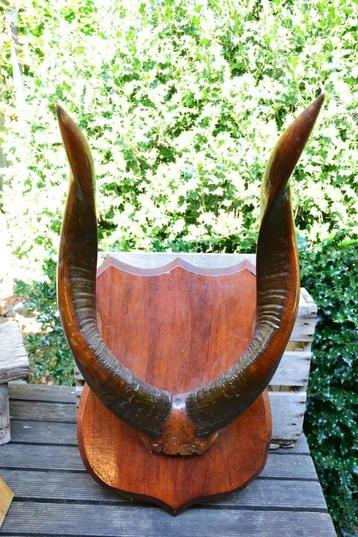 trophée de chasse vintage Big Horns  disponible aux enchères