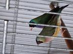 Gouldamandine, Dieren en Toebehoren