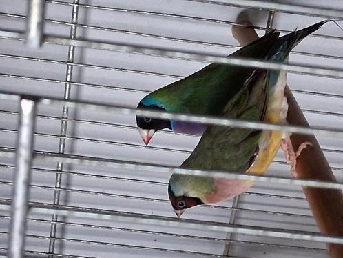 Gouldamandine, Dieren en Toebehoren, Vogels | Overige Vogels