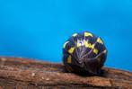 Armadillidium gestroi, Dieren en Toebehoren, Insecten en Spinnen, Overige soorten