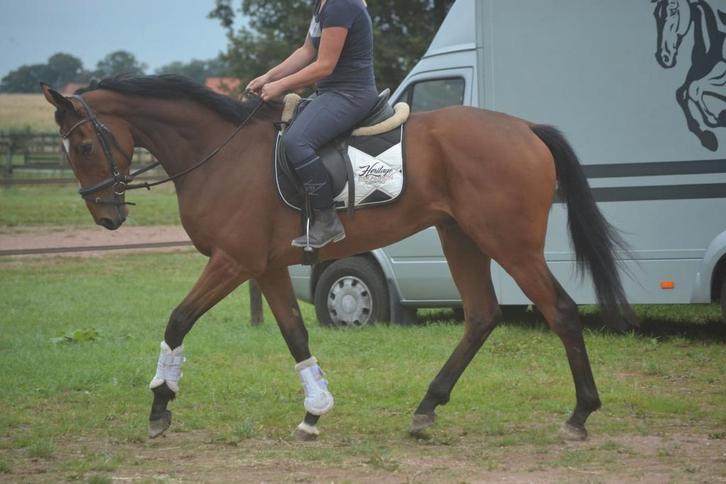 Super brave grote ruin, Dieren en Toebehoren, Paarden, Ruin