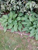 Grote hostas, Ophalen