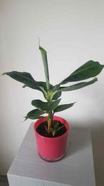 Bananier intérieur Musa Dwarf Cavendish, Enlèvement