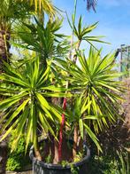 Yucca elephantipes, hauteur de la plante : 2m20, Jardin & Terrasse, Plantes | Jardin, Enlèvement ou Envoi