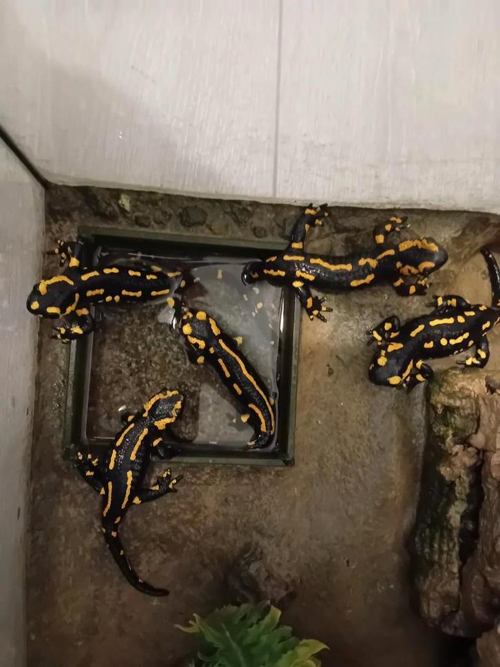 5 vuursalamanders incl verblijf, Dieren en Toebehoren, Reptielen en Amfibieën, Amfibie
