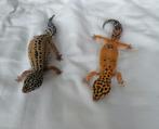 luipaard gekko's 2 vrouwtjes in een terrarium, Dieren en Toebehoren, Hagedis, Met terrarium, 3 tot 6 jaar