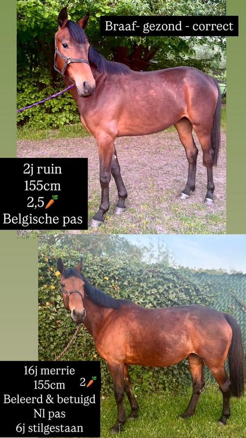 Alles moet weg, Dieren en Toebehoren, Pony's, Meerdere dieren, Niet van toepassing
