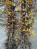 Haagplanten , carpinus, Tuin en Terras, Ophalen of Verzenden, Haagbeuk