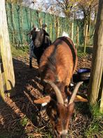 Dwerggeitjes, Dieren en Toebehoren, Schapen, Geiten en Varkens, Mannelijk, Geit, 3 tot 5 jaar