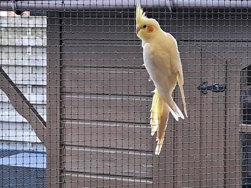 valkparkiet, Dieren en Toebehoren, Vogels | Parkieten en Papegaaien, Parkiet, Geslacht onbekend