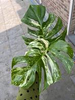 Monstera Deliciosa Albo Variegated n2, Ophalen of Verzenden