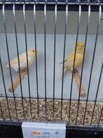 Kanaries, Dieren en Toebehoren