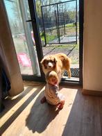 Australian retriever, Dieren en Toebehoren, Honden | Herdershonden en Veedrijvers, België, Overige rassen, 1 tot 2 jaar, CDV (hondenziekte)