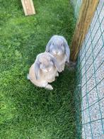 Wij zoeken een rammetje, Dieren en Toebehoren, Konijnen, Mannelijk, Groot, Hangoor, 0 tot 2 jaar