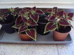 Siernetel / Coleus, Huis en Inrichting, Kamerplanten, Ophalen