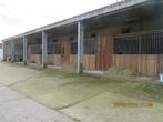 paardenboxen te huur (4 stuks) te Beveren, Weidegang, 4 paarden of pony's of meer