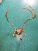 Gewei van rendier, Ophalen, Zo goed als nieuw, Wild dier, Gewei of Kop