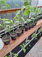 Peper planten, Tuin en Terras, Planten | Tuinplanten, Ophalen