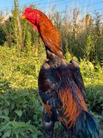 Shamo ( hint breziel), Dieren en Toebehoren