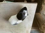 Cavia beertje, Dieren en Toebehoren, Knaagdieren, Mannelijk, Cavia, Tam