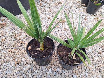 Chamaerops humulis palmbomen beschikbaar voor biedingen