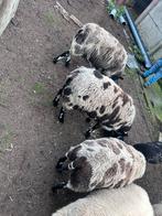 Bonte schapen ooien, Dieren en Toebehoren