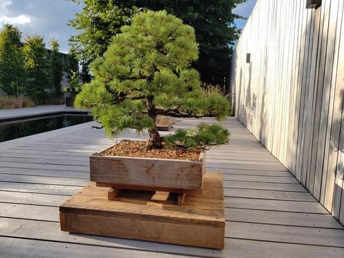 Pinus Parviflora 'Ara Kawa', Tuin en Terras, Planten | Bomen, Ophalen