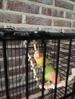 Twee dwergpapegaai met kooi