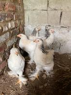 5 brahma hanen., Dieren en Toebehoren, Pluimvee, Mannelijk, Kip