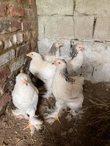 5 brahma hanen. beschikbaar voor biedingen