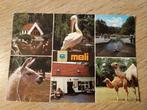 oude postkaart Meli Park (pelikaan & kamelen), Gelopen, Ophalen of Verzenden