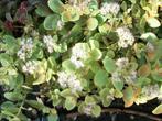 Sedum 'Stardust' of 'album' hemelsleutel, Tuin en Terras, Planten | Tuinplanten, Volle zon, Vaste plant, Herfst, Ophalen