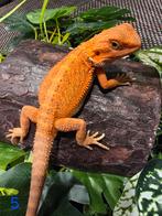 Jonge Baardagaam – Hypo morph blood red