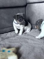 Jack russel wit blauw geboren op Boerderij, Dieren en Toebehoren, Parvo, België, 8 tot 15 weken, Meerdere