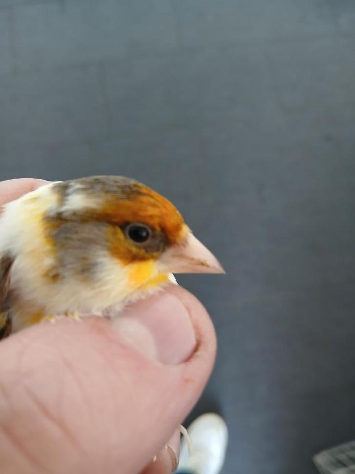 Kruising distelvink,  harlekijn kanarie, Dieren en Toebehoren, Vogels | Overige Vogels, Wildzangvogel, Mannelijk, Geringd