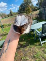 Jonge cavia’s, Dieren en Toebehoren, Cavia, Mannelijk, Tam, September