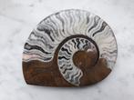 Prachtig gepolijst gefossiliseerd ammoniet - Paperweight, Verzamelen, Mineralen en Fossielen, Ophalen, Fossiel