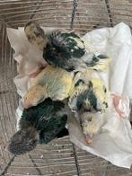 Jonge kakariki, Dieren en Toebehoren, Vogels | Parkieten en Papegaaien, Meerdere dieren, Parkiet, Geringd