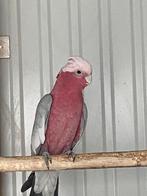 Rosé kaketoe, Dieren en Toebehoren, Vogels | Parkieten en Papegaaien, Mannelijk, Papegaai, Geringd