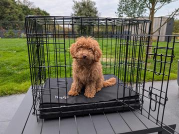 bench/kennel voor kleine honden of puppy beschikbaar voor biedingen