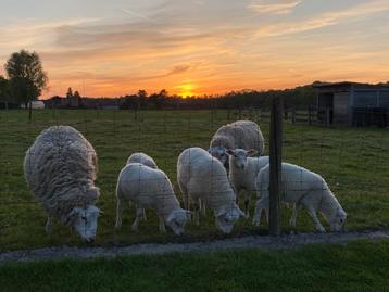 Ramlammeren te koop, ras Vlaams Schaap, Schaap