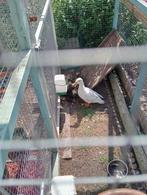 kruising witte kwaker / smaragdeend + 4 kuikens, Dieren en Toebehoren, Pluimvee, Meerdere dieren, Eend
