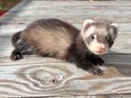 Jonge vrouwelijke fret, Dieren en Toebehoren, Knaagdieren, Fret, Juli, Vrouwelijk, Tam