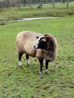 Zwart bles schaap te koop, 6 ans ou plus, Mouton, Femelle